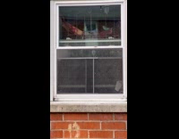 Birds and noise in apartment room window