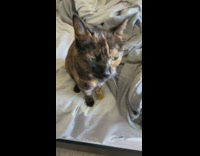 Girl makes cat meow good morning louder