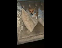 Dog eyes change color depends on flash angle