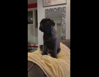 Black french bulldog ignores owner