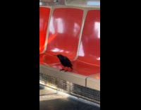 Crow sitting rides morning train for work