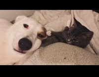 Cat plays with white dogs face and lay down together