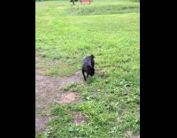 Black pug dog and baby duckling watch each other 
