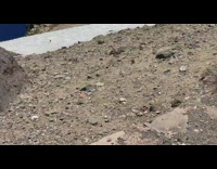 Wild squirrel grabs the almonds from the persons hand