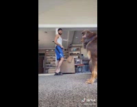Dog confused when guy pretends to die 