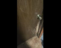 Dog hears own name open door himself