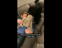 Jealous black dog pulls toy away from owner 