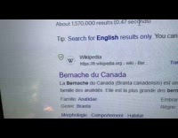 Guy found canada goose at his backyard