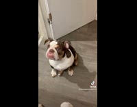 Collab BitchMP - Bulldog on floor with under bite 