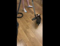 Black white dog tries to bite vacuum