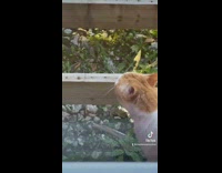 Cat with funny smirk outside of window 