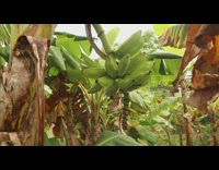 Collab DailyDoseOfInternet - Weird green bananas grow from inside out