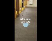 three NYC rats are wild 
