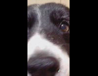 Black white dog carves pumpkin witch costume