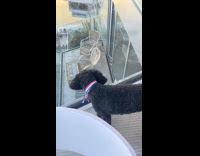 Black dog on balcony stare at cat below