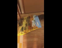 brown dog goes inside dog food bag