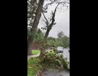 Wind uproots tree knocks over utility pole 
