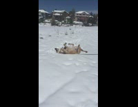 Collab AnimalsDT - Brown Dog Rolls Around In White Snow