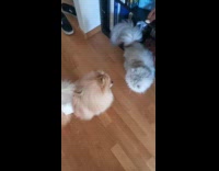 Fluffy dog wants to play with fluffy cat