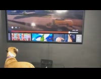 Brown dog see itself on DDOI video