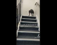 Pitbull eagerly waits girl climbing up stairs gives wholesome reaction