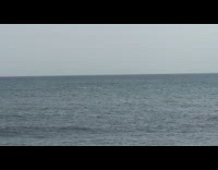 Large whale jumps out of water people cheer