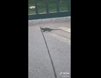 Collab ClipsIG - Lizard does pushups