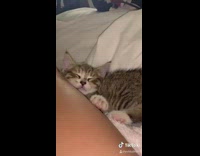 Girl airpod kitten sleeping bed leg 