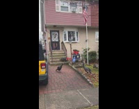 Turkey stand in front of house 