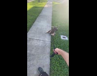 Dog on walk flops on sidewalk