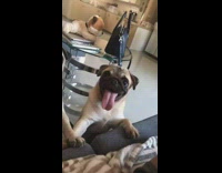 Pug dog stands on hind legs couch 