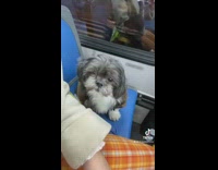 Good dog on bus staring at owner in blue seat 