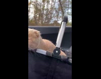 Brown cat sits black basket car ride