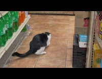 Cat inside store plays with bottle cap