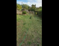 Collab DailyDoseOfInternet - Guy tries to play fetch black dog 