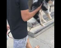 Guy curls lifts australian shepherd puppy dog