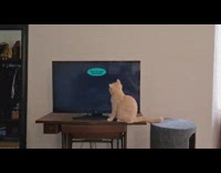 Cat watch DVD logo bounce on screen