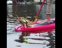 Collab KaleSaladIG - Orange cat yellow life vest rides paddleboard