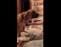 Couple checking their dogs DNA results 