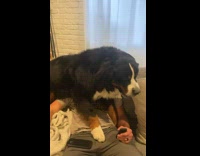 Large dog climb over man on sofa