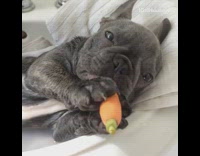 (BROKEN LINK) Grey French Bulldog Chews on Carrot In Sink Bath