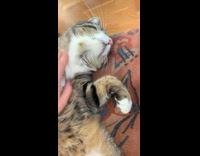 Brown and white cat gets scratches on couch 