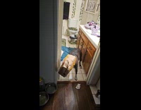 McDonalds bag stuck on head of dog