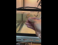 Turtle swims towards treat in owners hand 