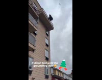 Collab WINY - Person drops pine tree from the rooftop