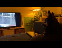 Dog on couch seriously watching DDOI videos
