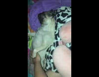 Pug lays back striped blanket belly rubs 