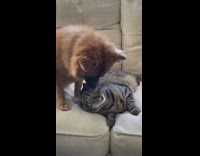 Dog licking cats head on  couch