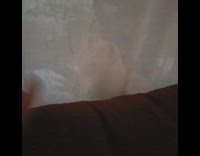 Cat hides behind curtain attacks hand