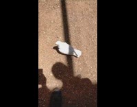 White bird spins when people tells it to